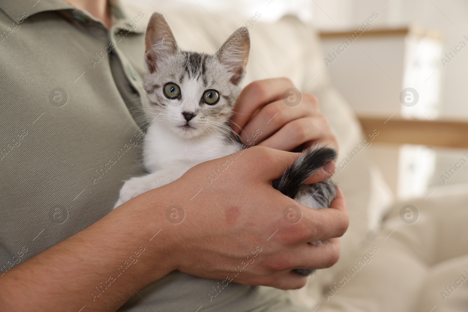 Photo of Man with cute kitten at home, closeup