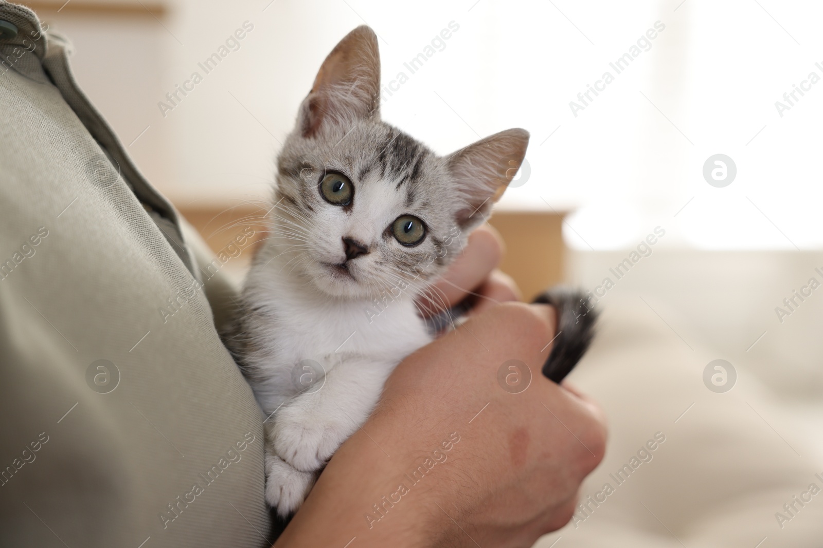 Photo of Man with cute kitten at home, closeup