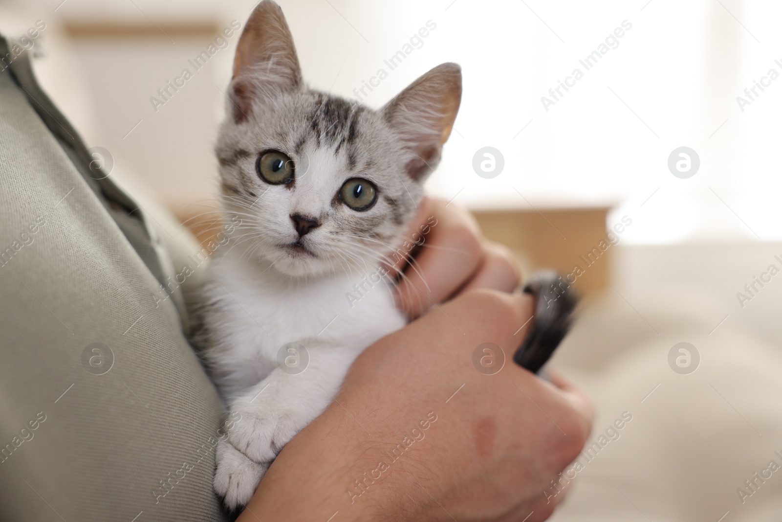 Photo of Man with cute kitten at home, closeup