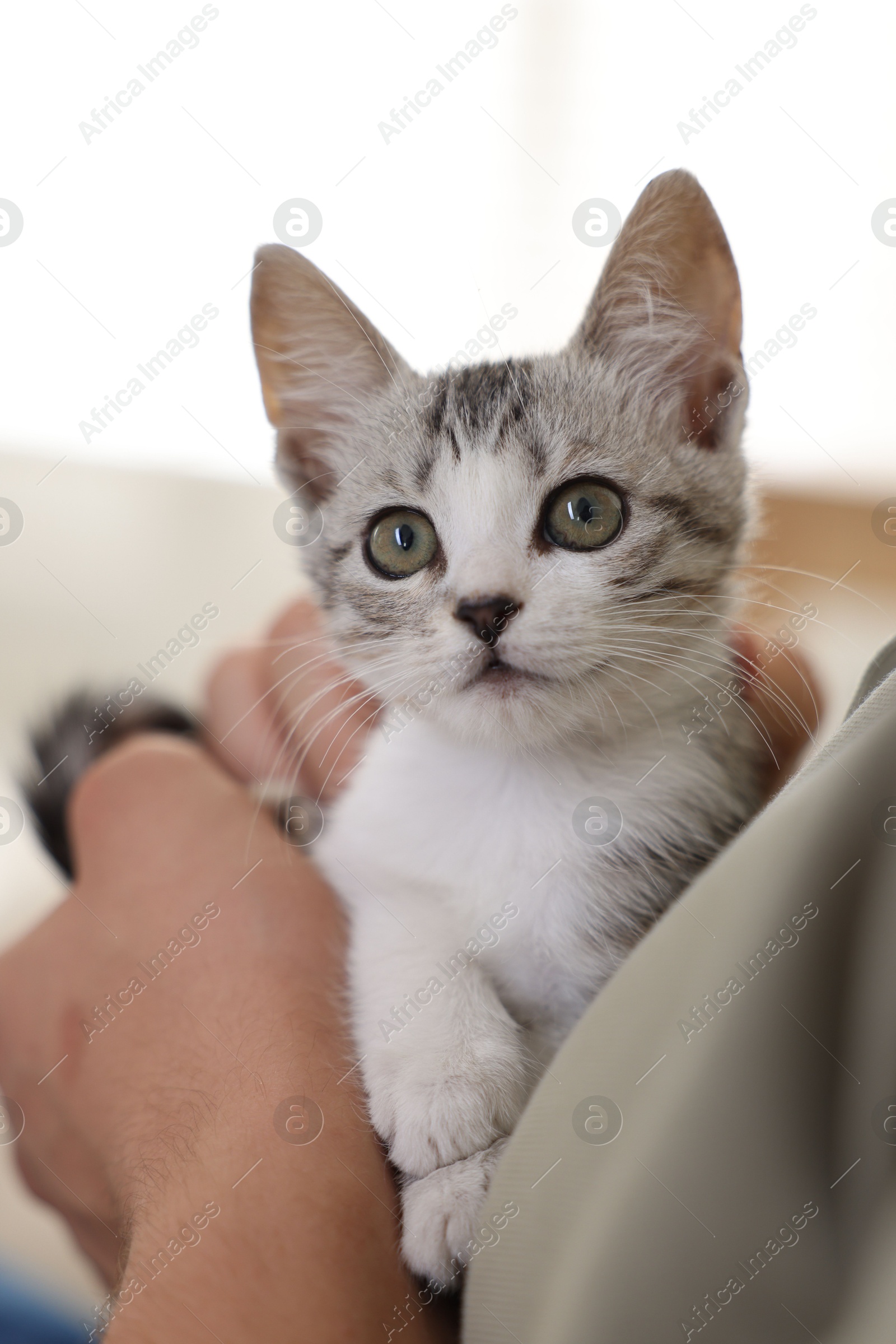 Photo of Man with cute kitten at home, closeup