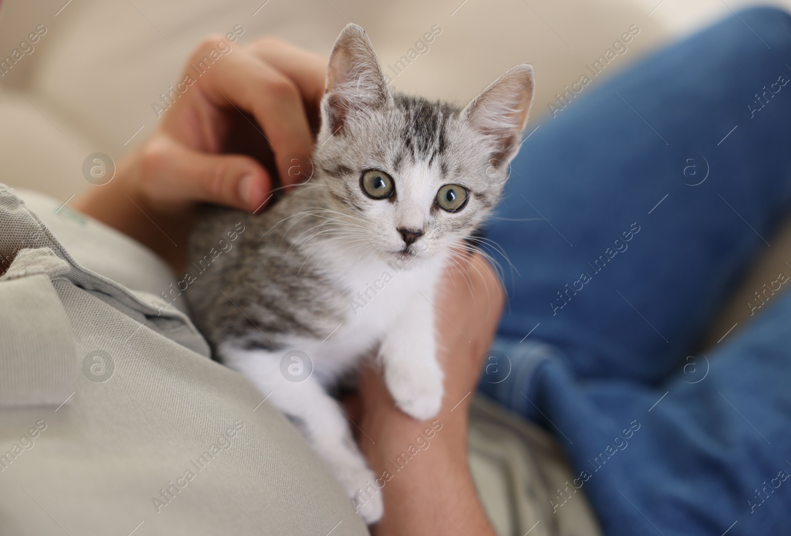 Photo of Man with cute kitten at home, closeup