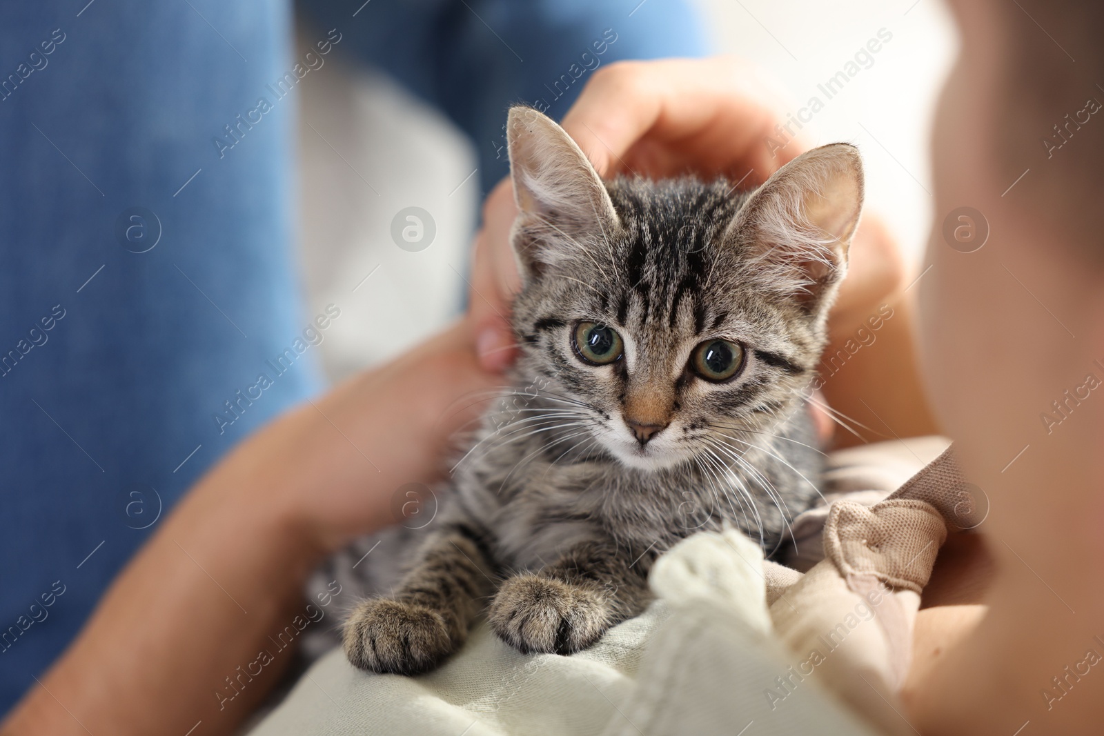 Photo of Man with cute kitten at home, closeup