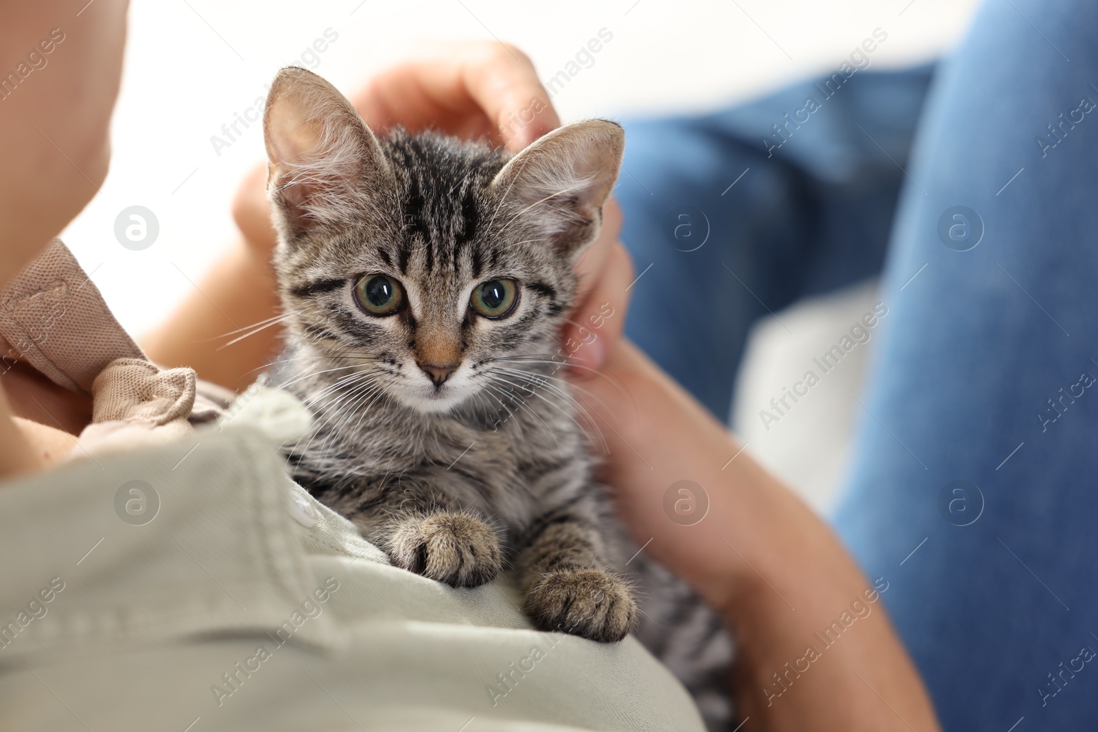 Photo of Man with cute kitten at home, closeup