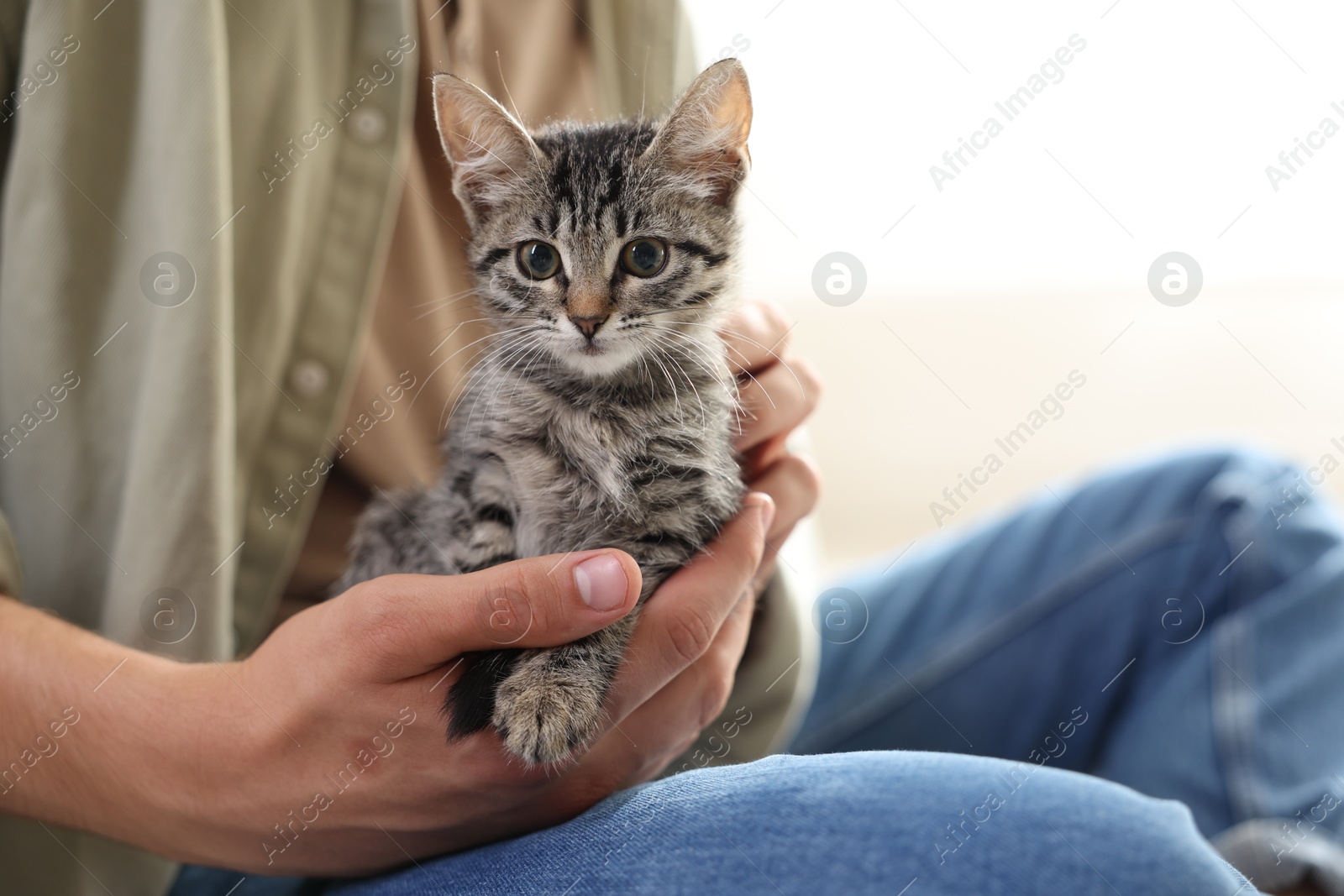 Photo of Man with cute kitten at home, closeup