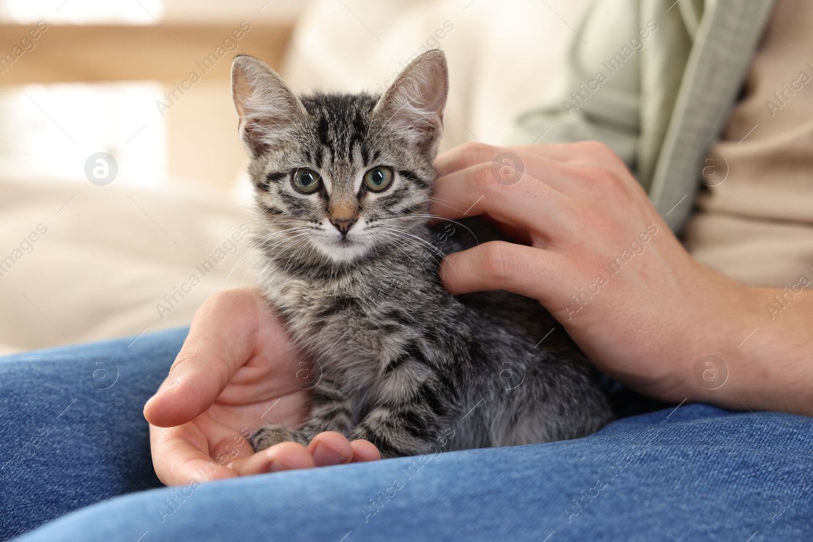 Photo of Man with cute kitten at home, closeup