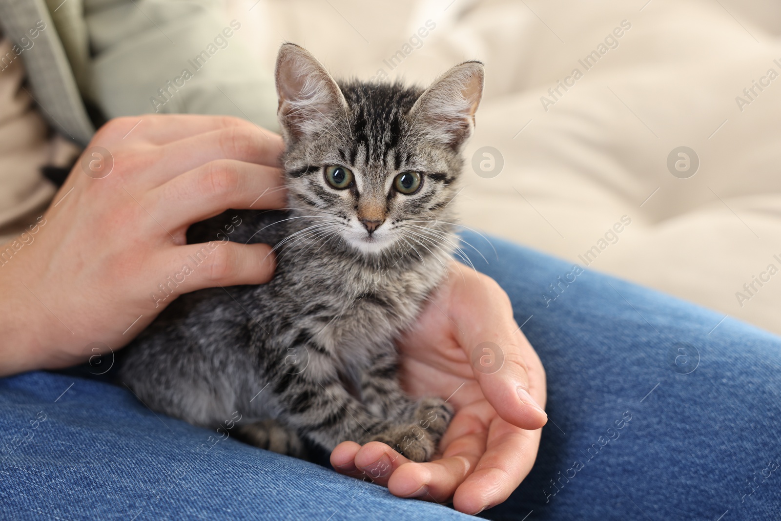 Photo of Man with cute kitten at home, closeup