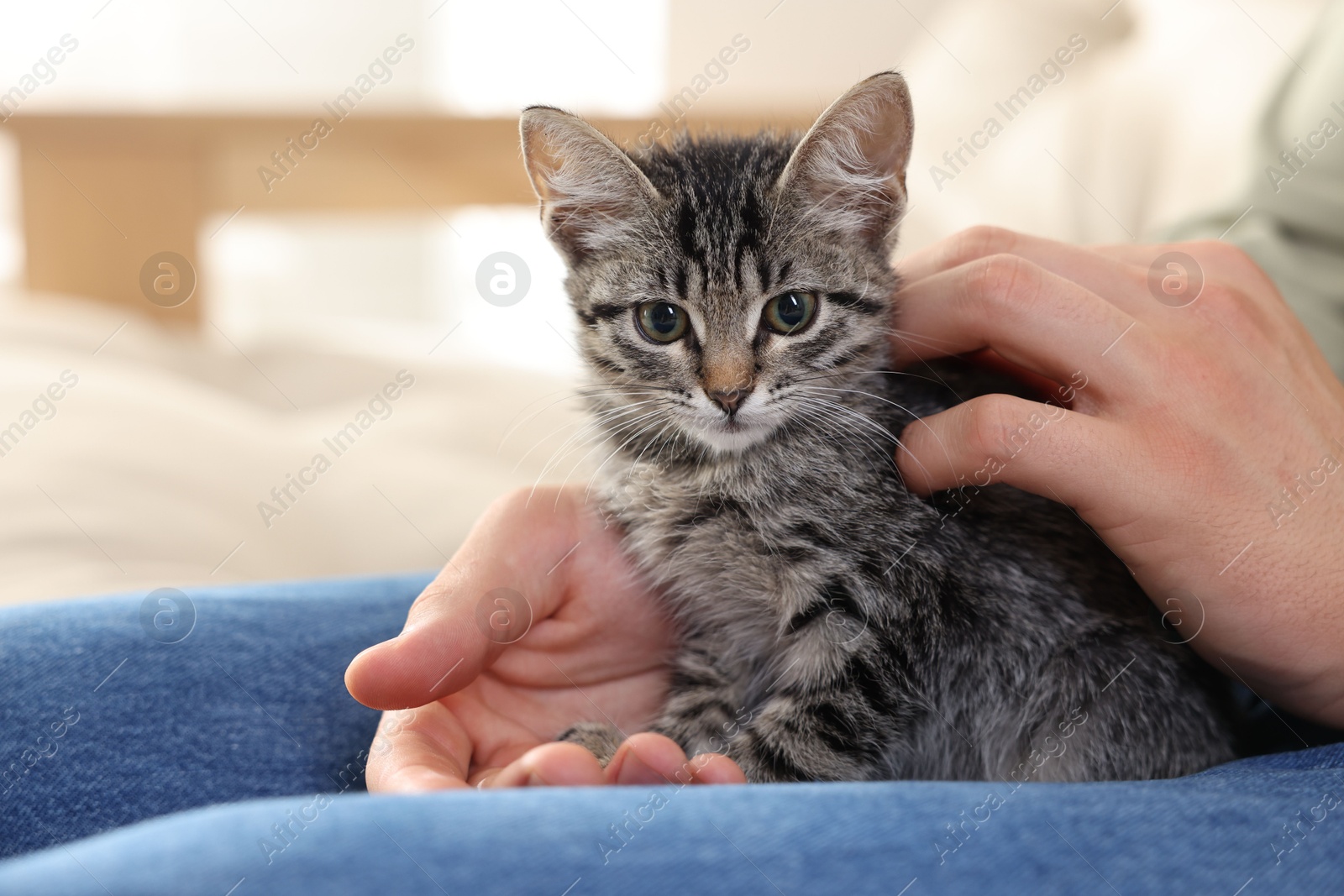 Photo of Man with cute kitten at home, closeup