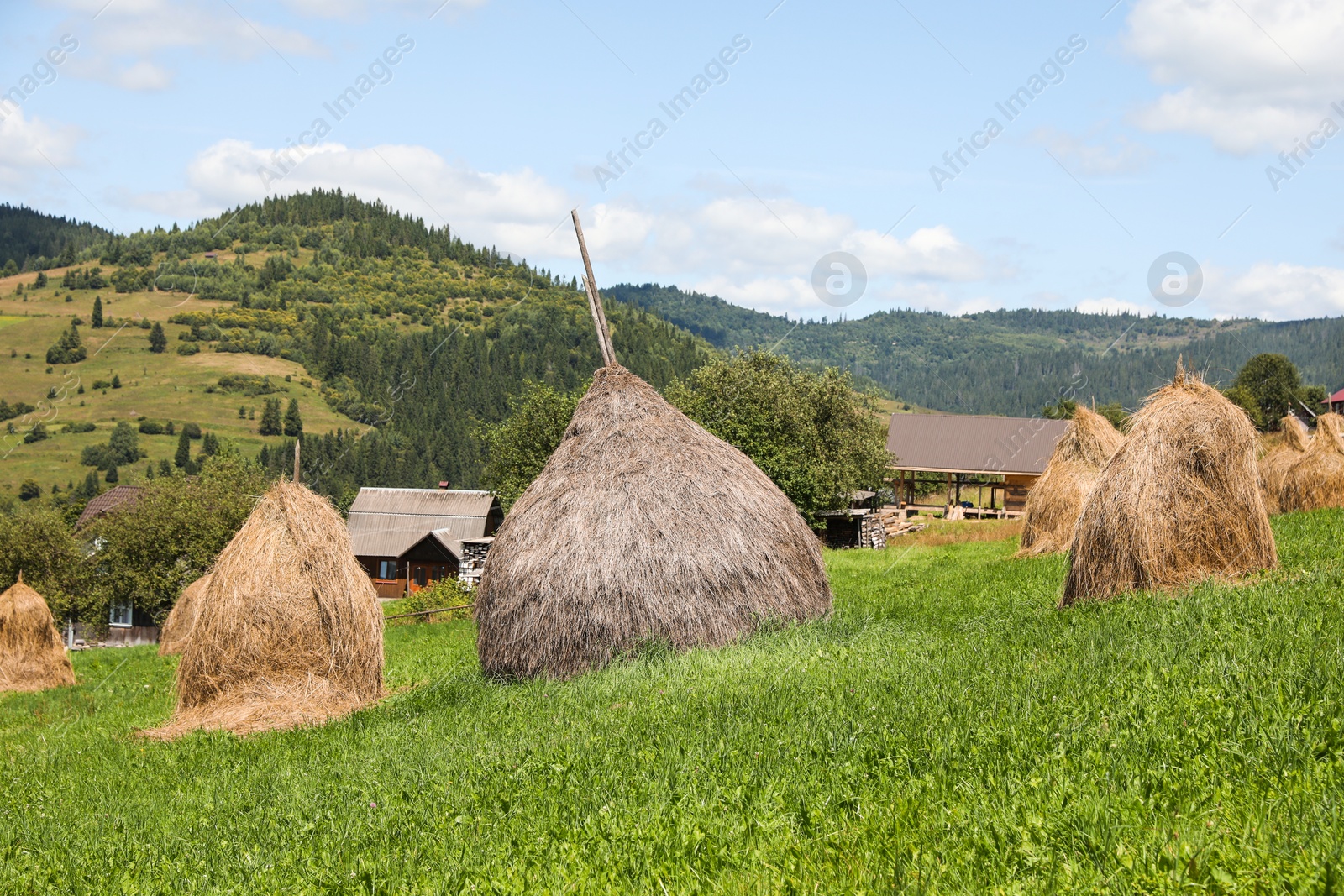 Photo of Piles of hay on green grass on sunny day