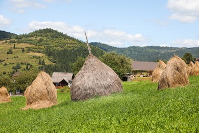 Piles of hay on green grass on sunny day