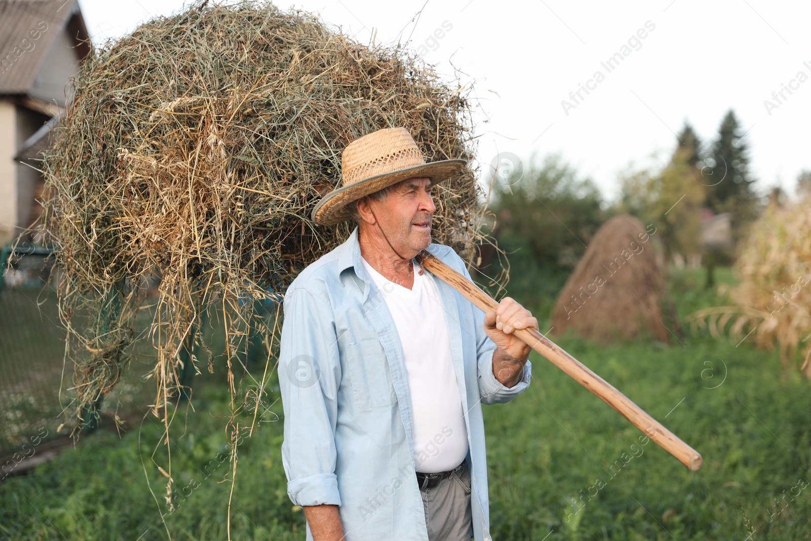 Photo of Senior man in straw with pile of hay on pitchfork at farm