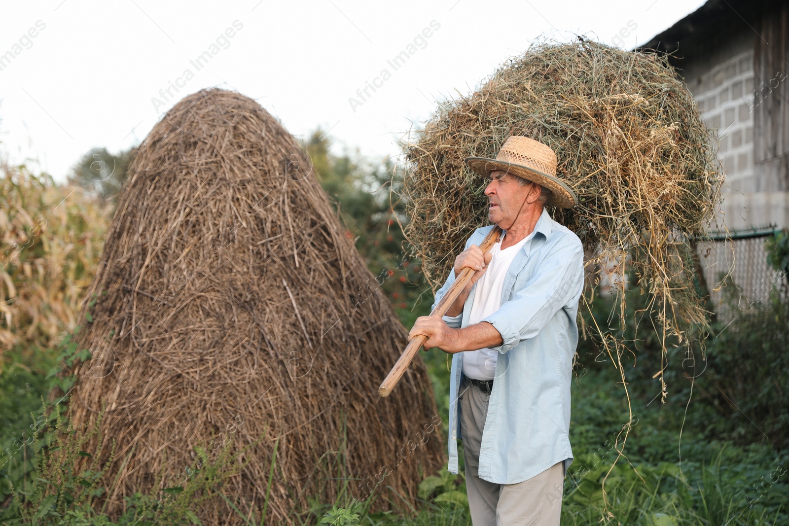 Photo of Senior man in straw with pile of hay on pitchfork at farm