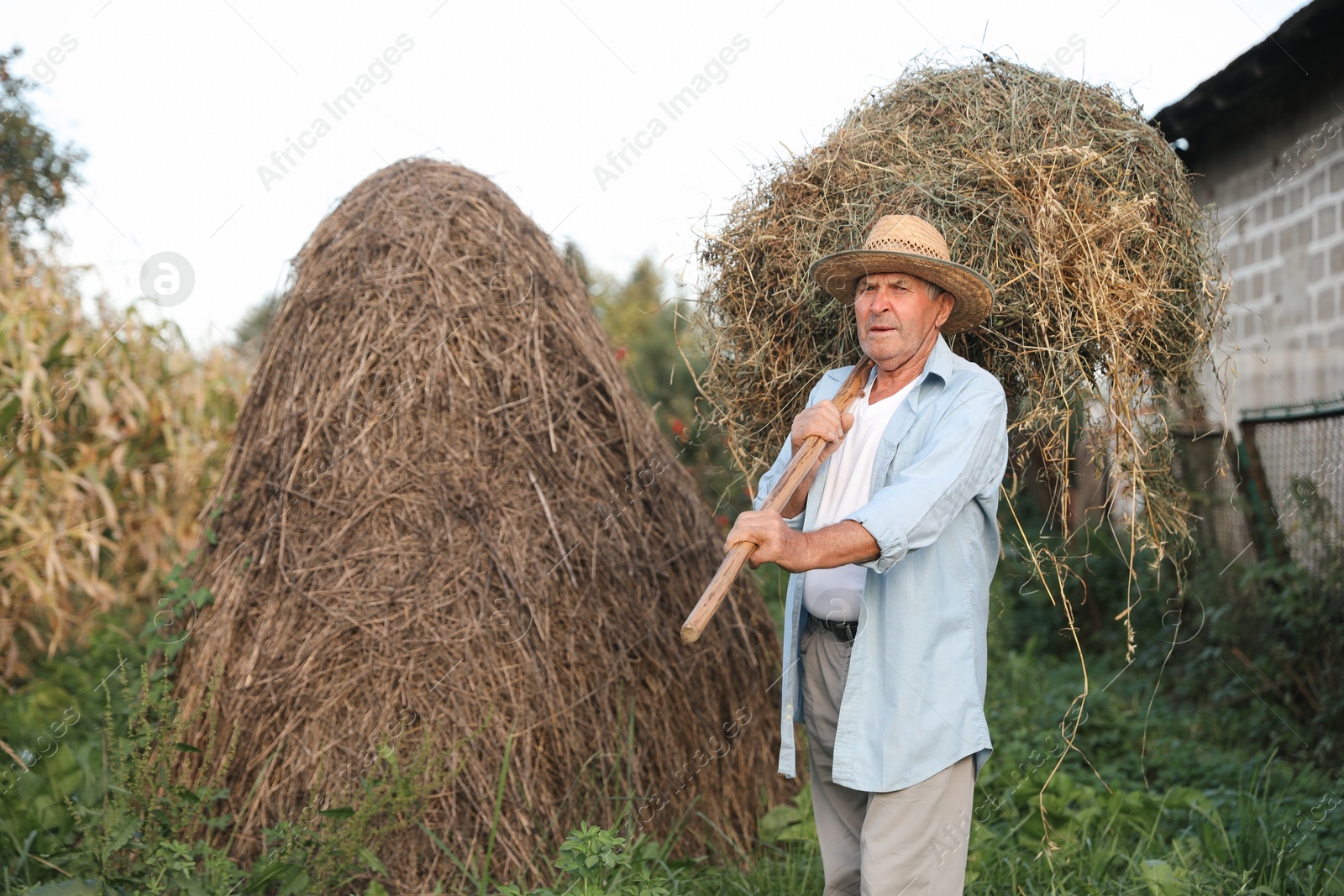 Photo of Senior man in straw with pile of hay on pitchfork at farm