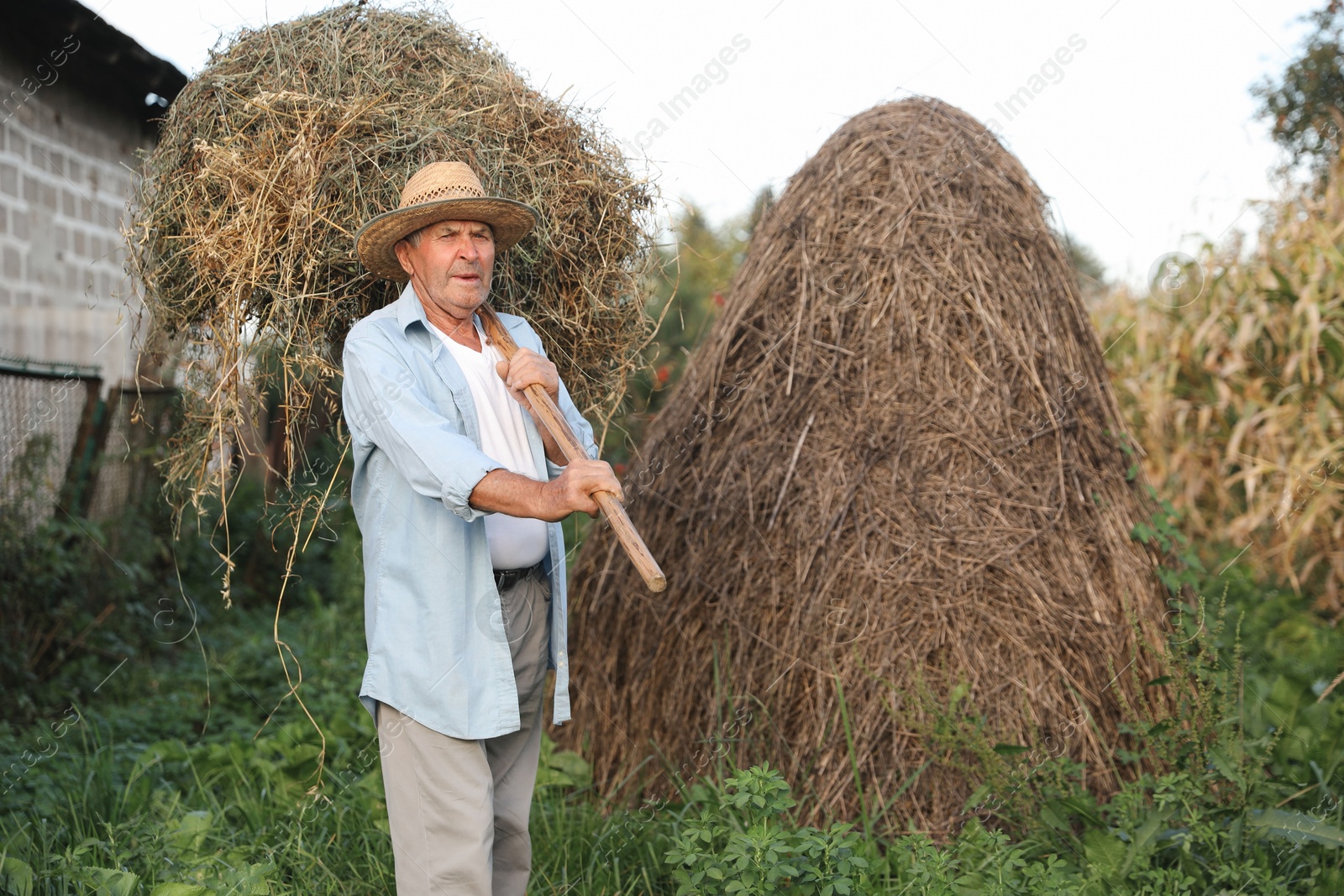 Photo of Senior man in straw with pile of hay on pitchfork at farm