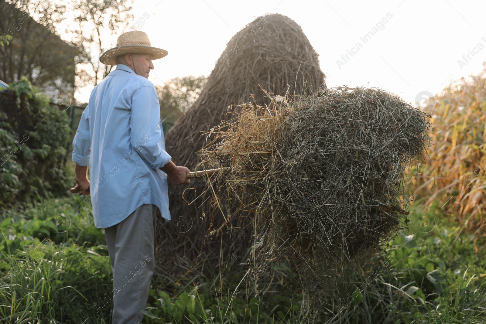 Photo of Senior man in straw hat pitching hay on farmland