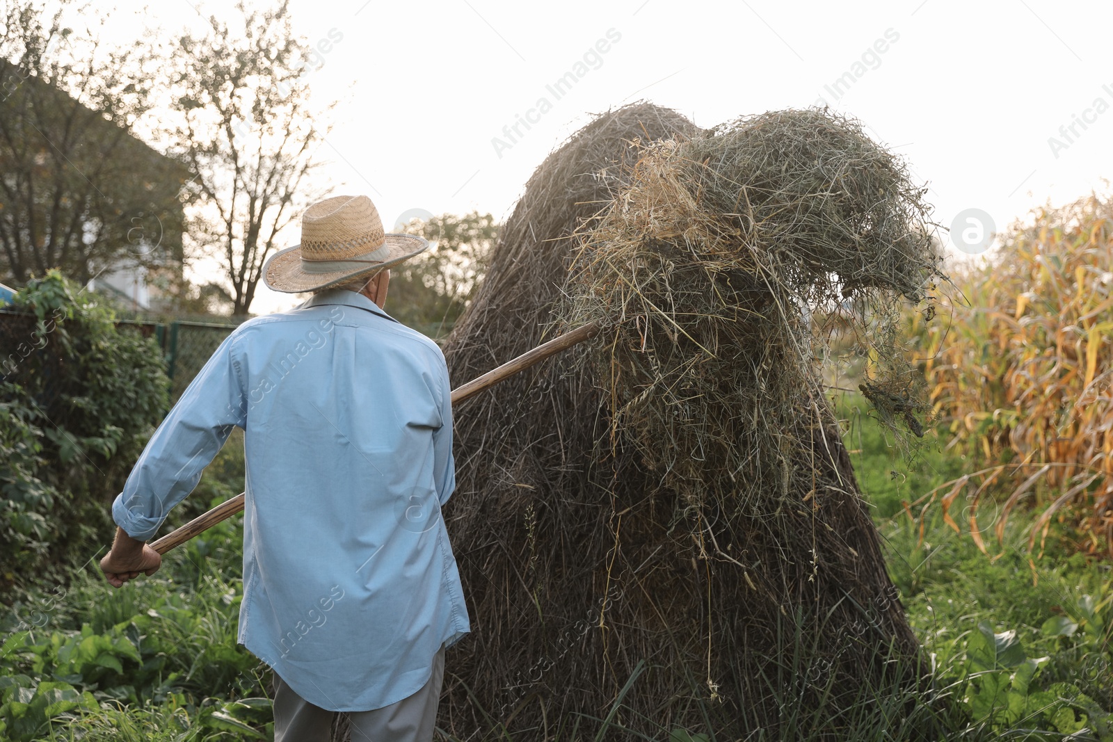 Photo of Senior man in straw hat pitching hay on farmland