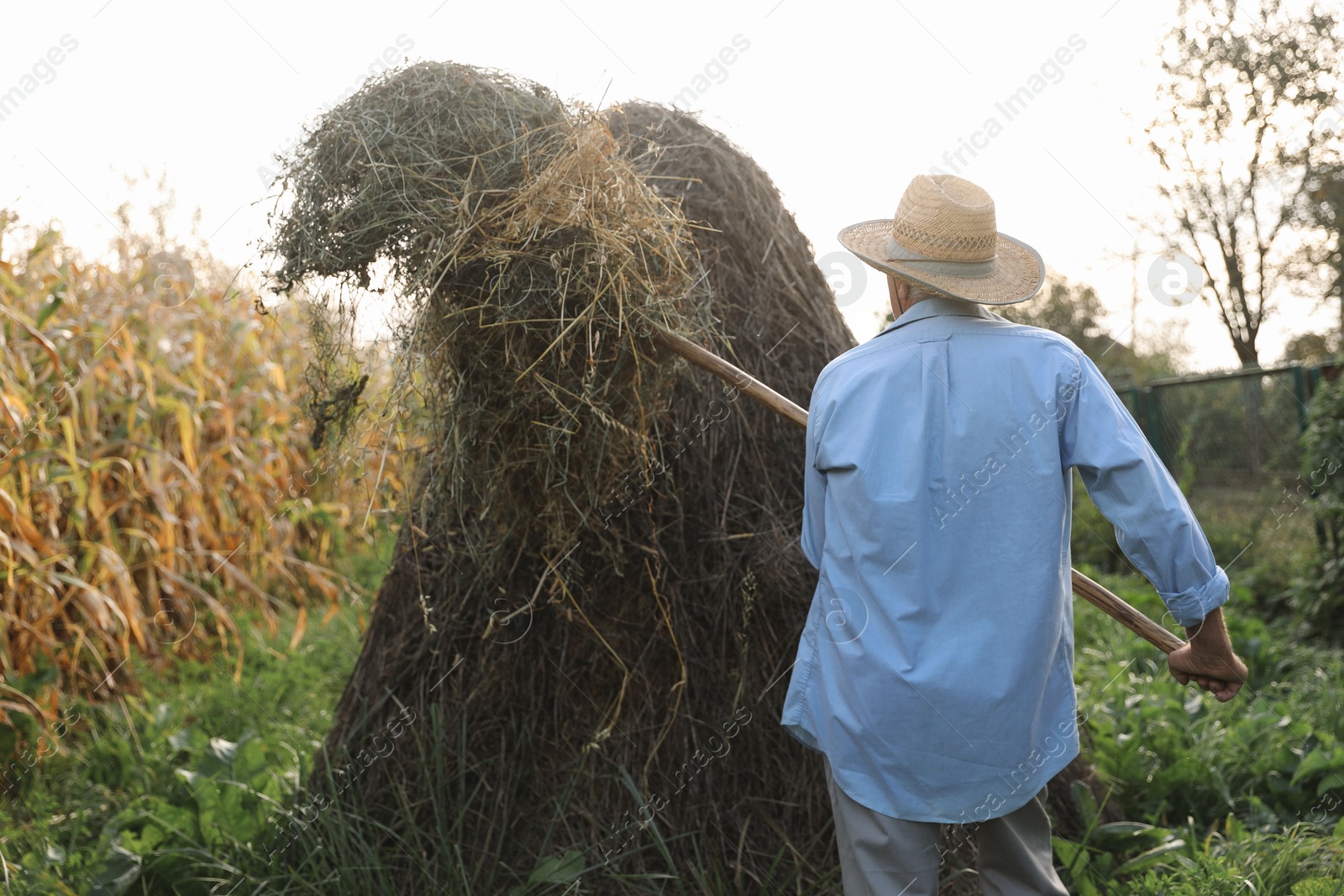 Photo of Senior man in straw hat pitching hay on farmland