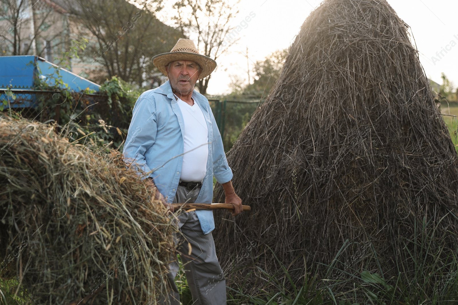 Photo of Senior man in straw hat pitching hay on farmland