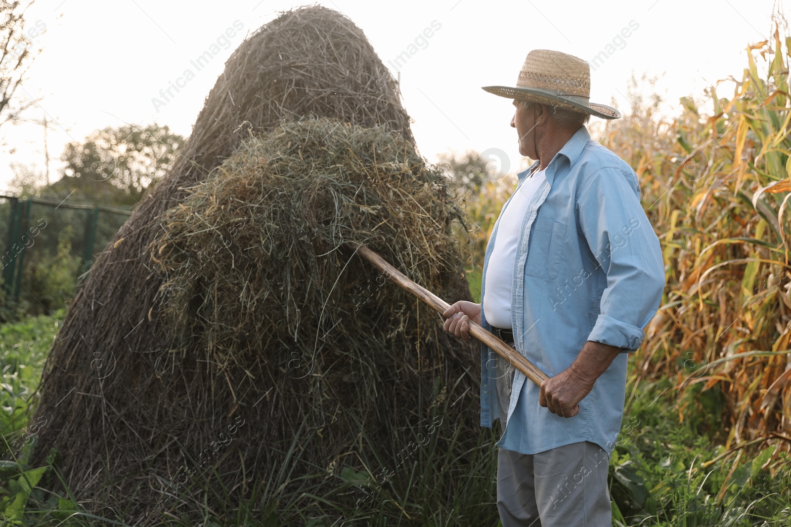 Photo of Senior man in straw hat pitching hay on farmland