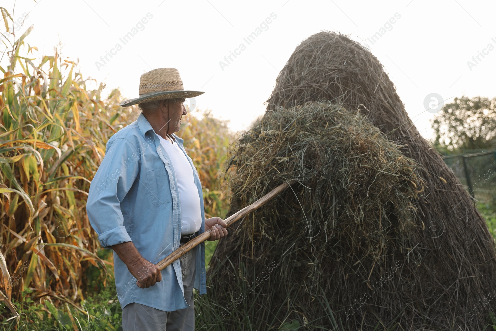 Photo of Senior man in straw hat pitching hay on farmland