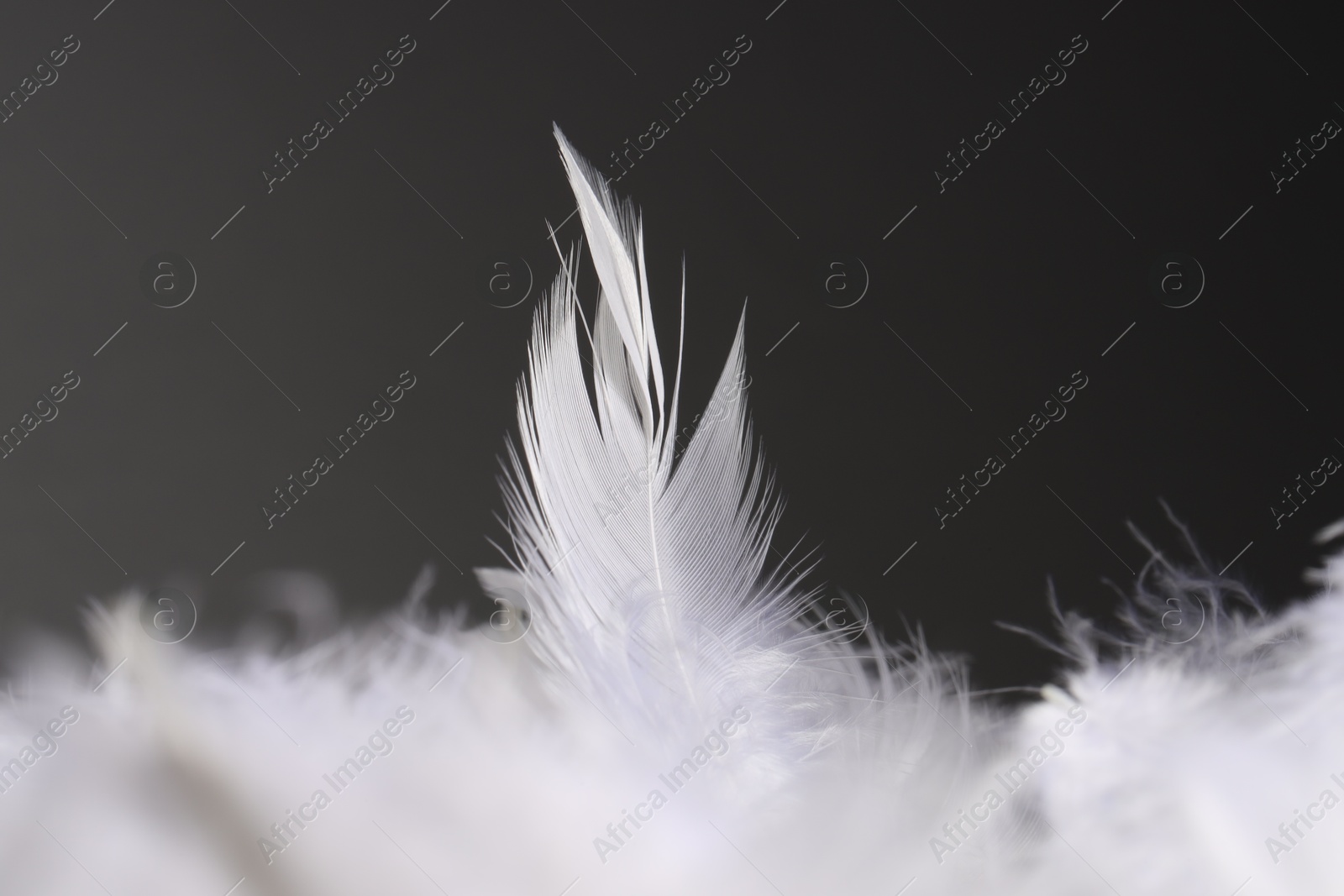 Photo of Beautiful white feathers on grey background, closeup