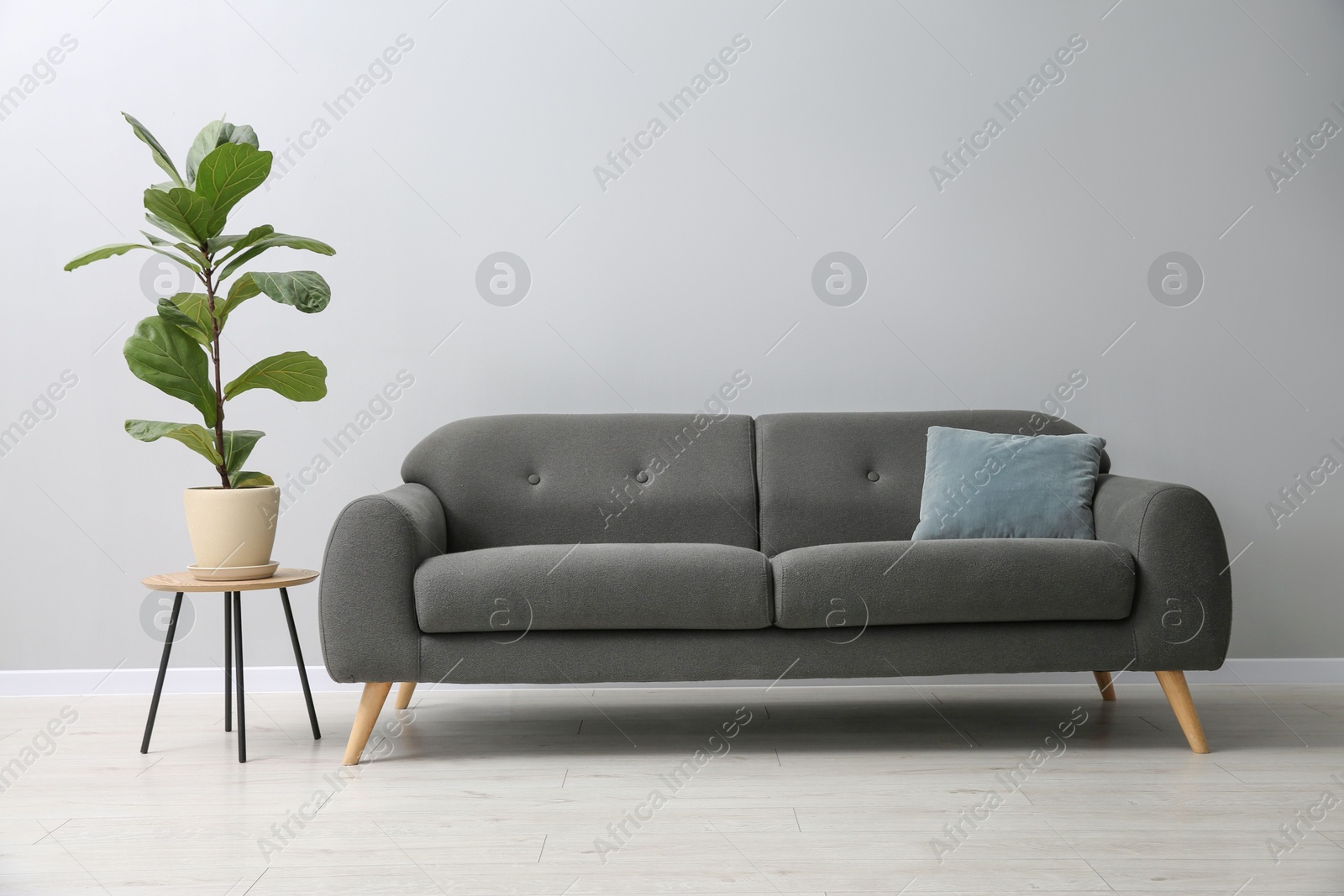 Photo of Comfortable sofa, houseplant and table near grey wall in room