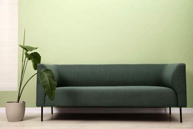 Stylish sofa and houseplant near green wall indoors