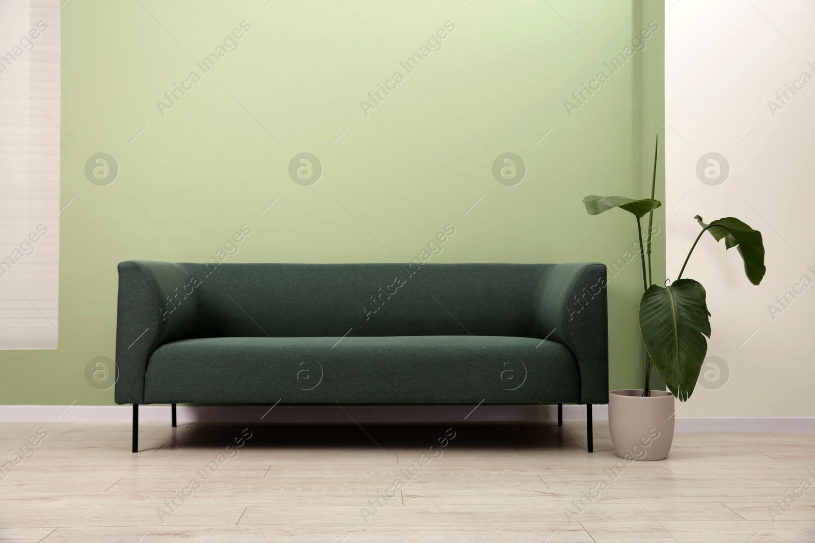 Photo of Stylish sofa and houseplant near green wall indoors