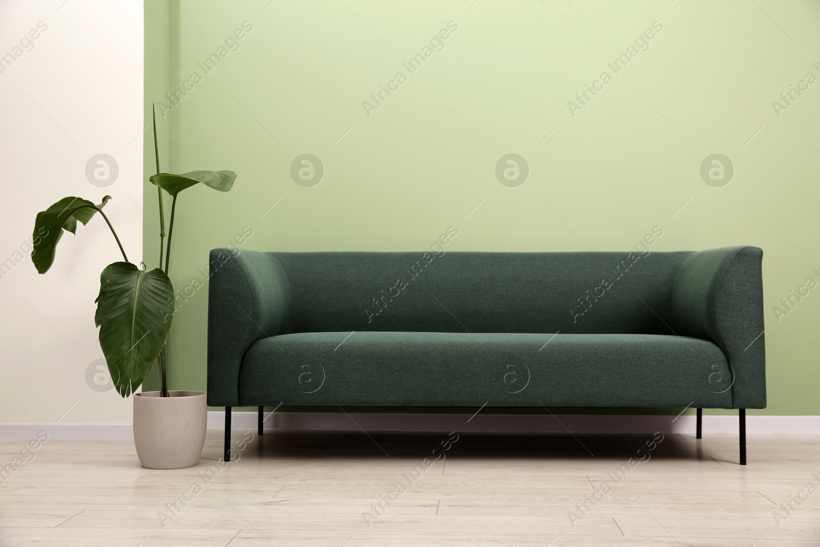 Photo of Stylish sofa and houseplant near green wall indoors