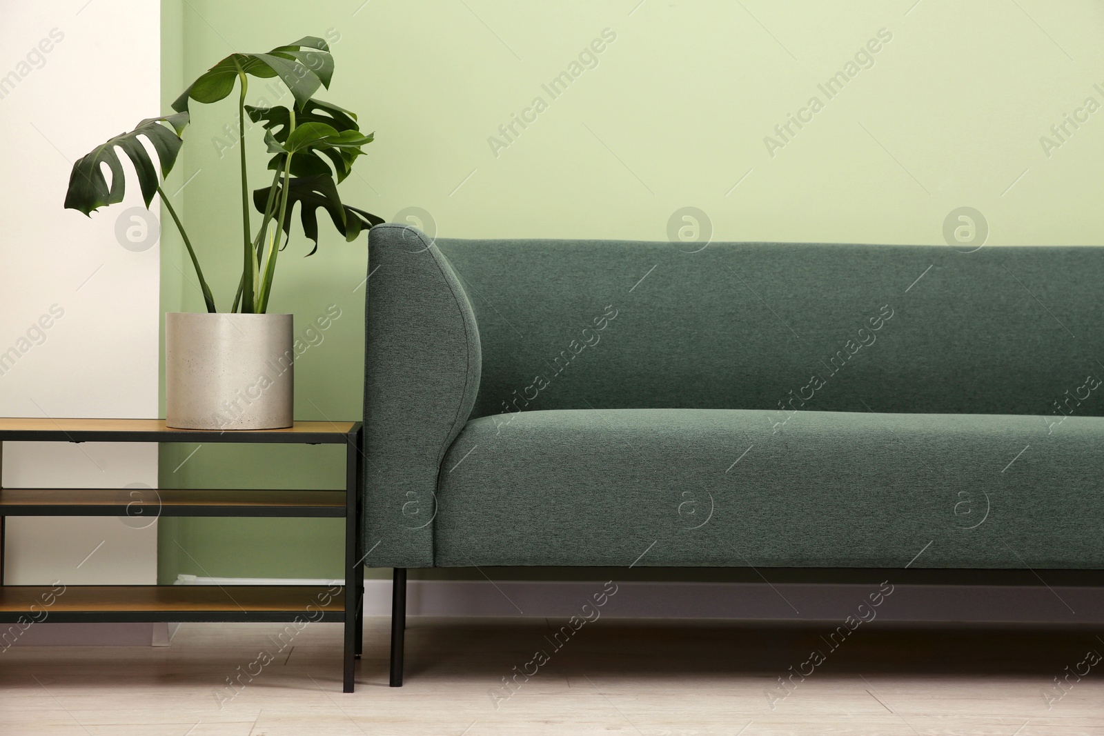 Photo of Stylish sofa and houseplant near green wall indoors