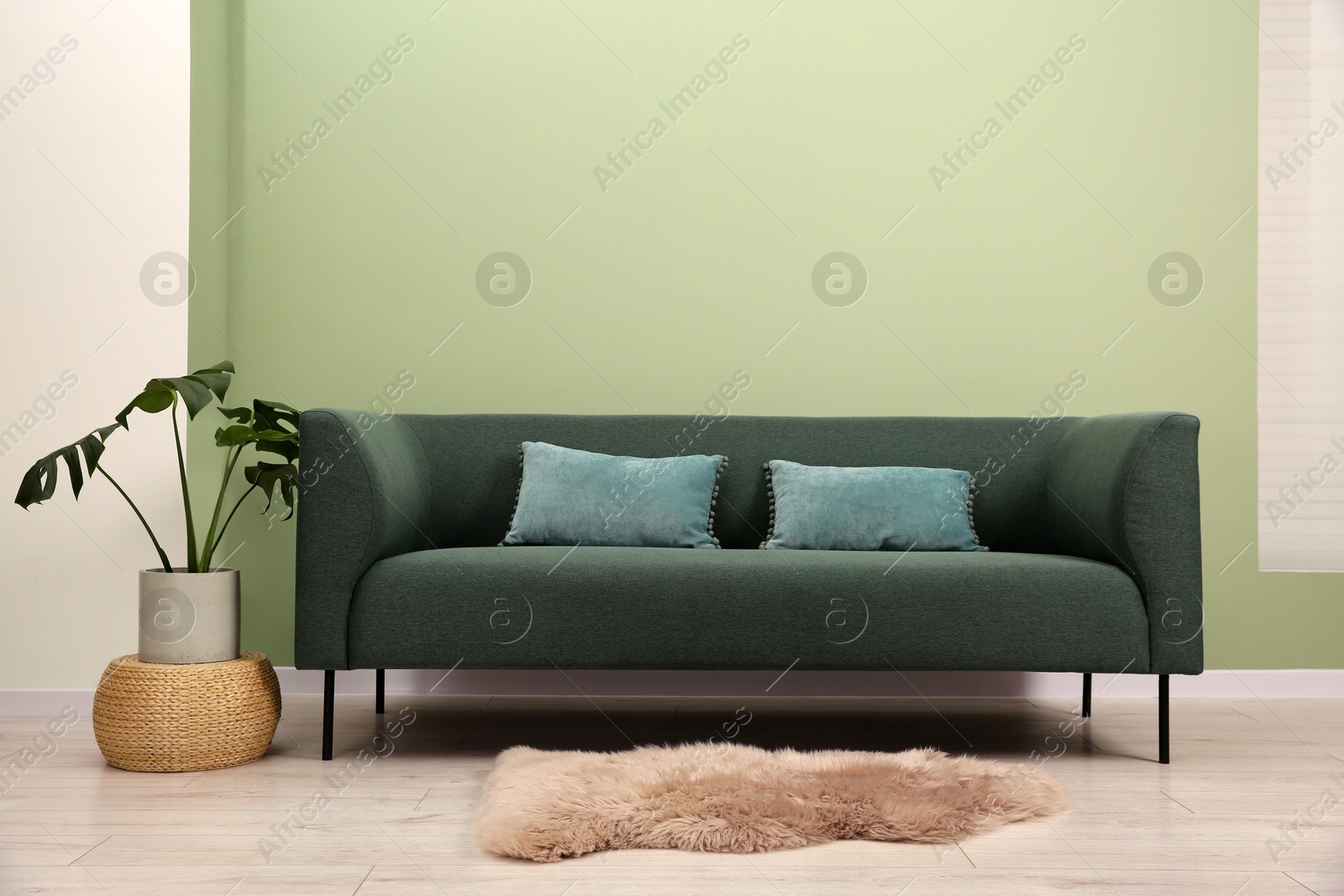 Photo of Stylish sofa with pillows, houseplant and lamp near green wall indoors