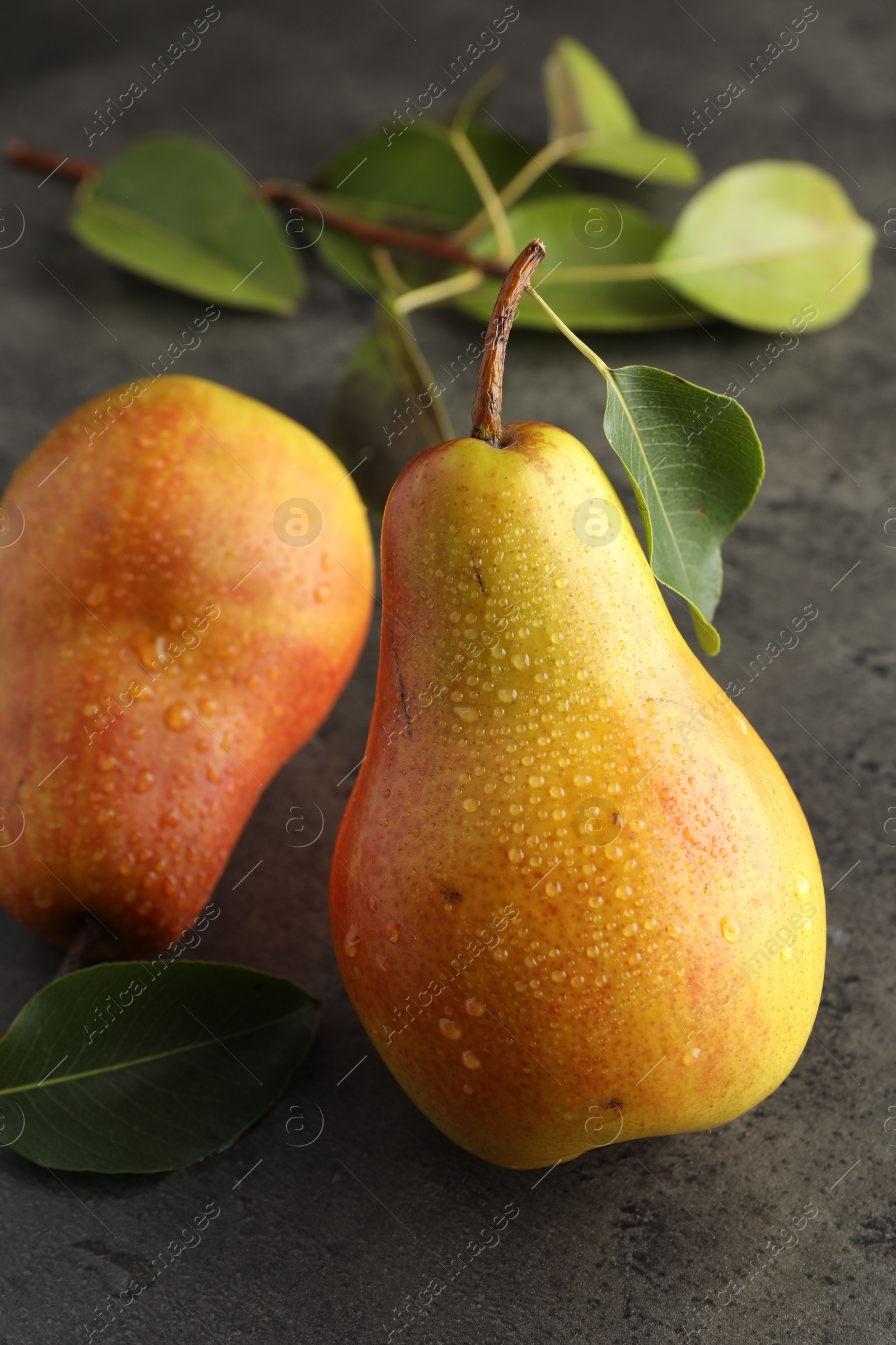 Photo of Two ripe juicy pears on grey table, closeup