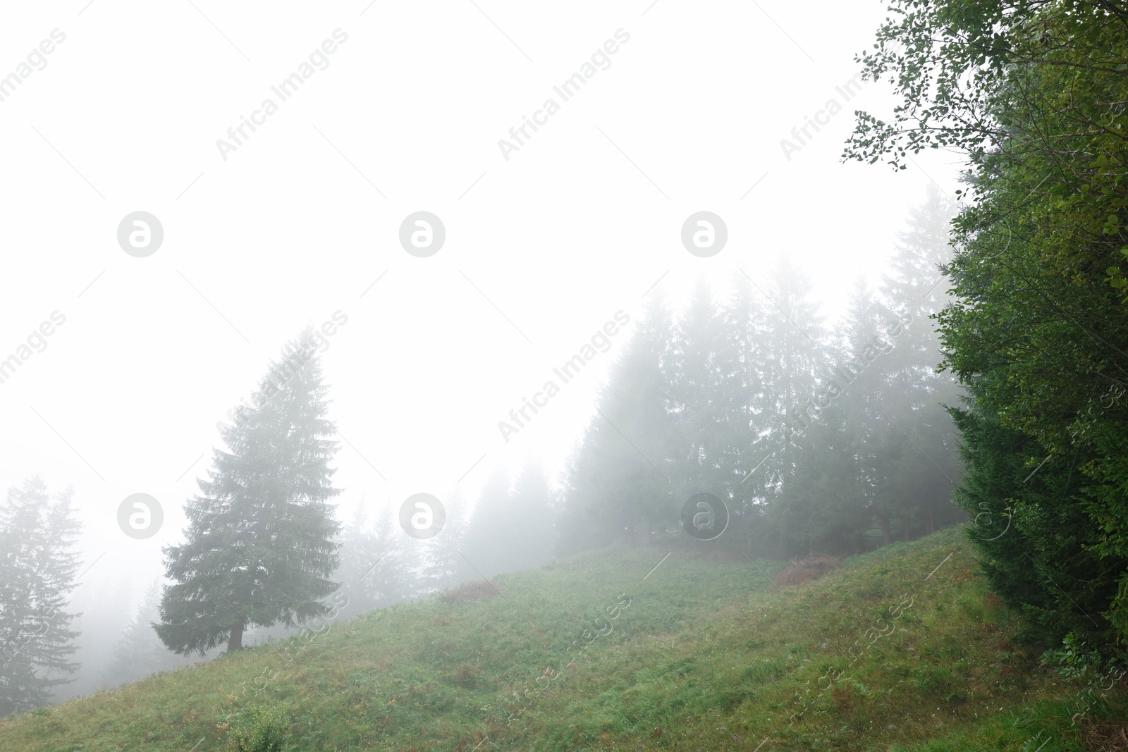 Photo of Beautiful fir trees and fog in mountains