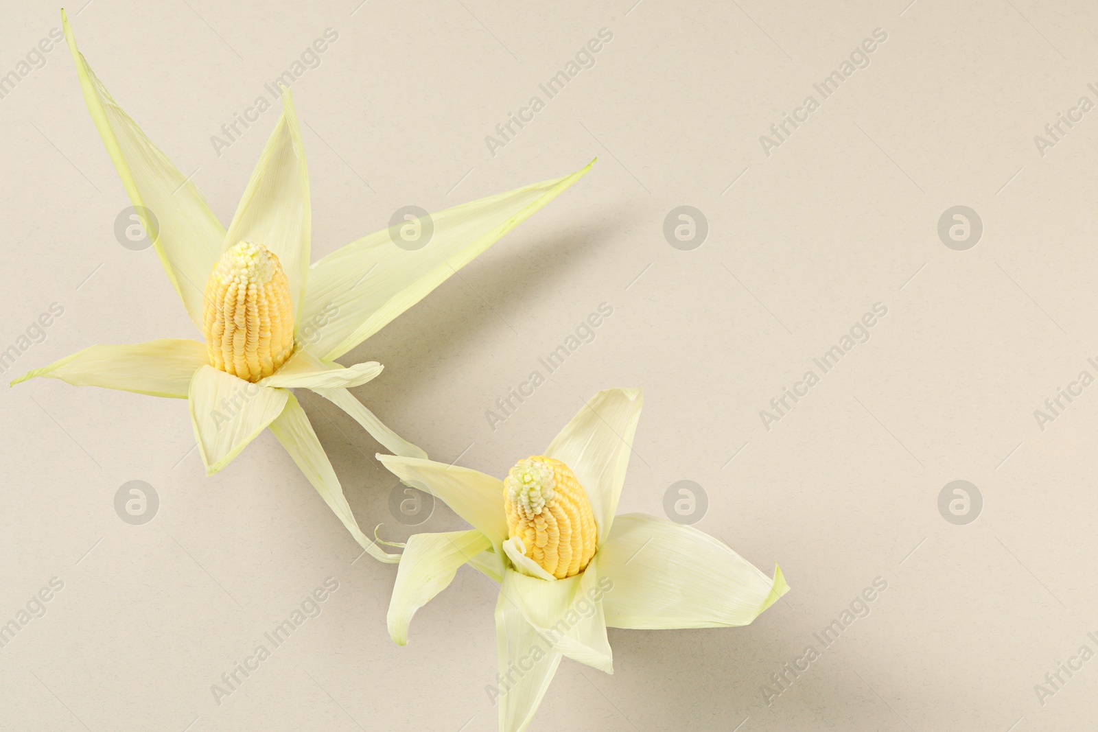 Photo of Two fresh ripe corncobs with husks on beige background, top view. Space for text