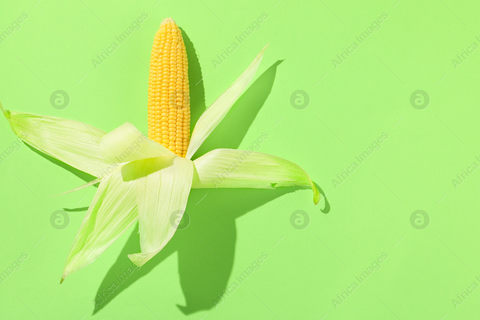 Photo of Fresh ripe corncob with husks on light green background, top view. Space for text