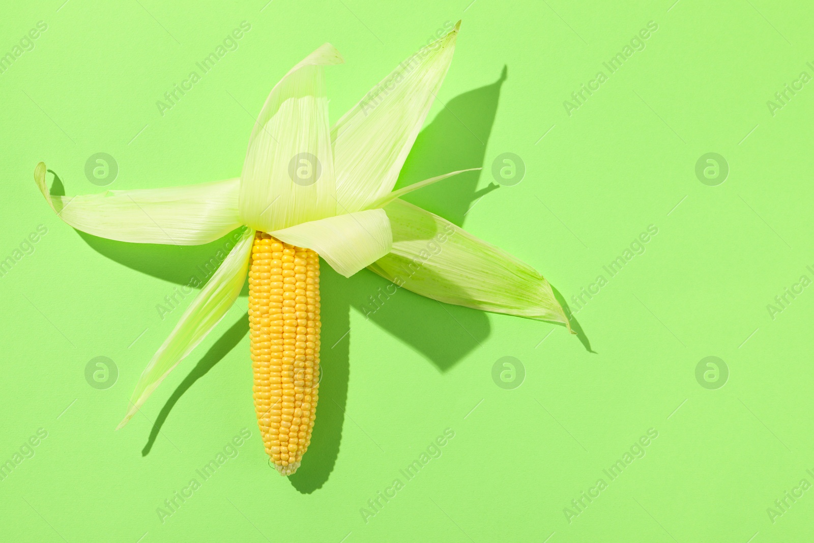 Photo of Fresh ripe corncob with husks on light green background, top view. Space for text