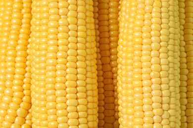 Photo of Many fresh ripe corncobs as background, top view