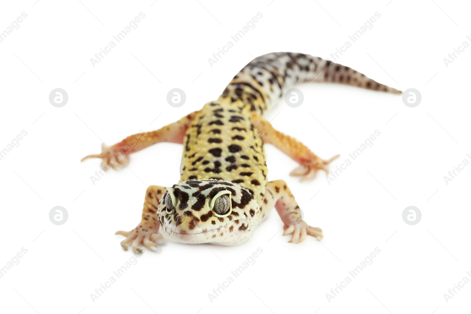 Photo of One beautiful gecko isolated on white. Exotic pet