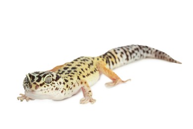 Photo of One beautiful gecko isolated on white. Exotic pet