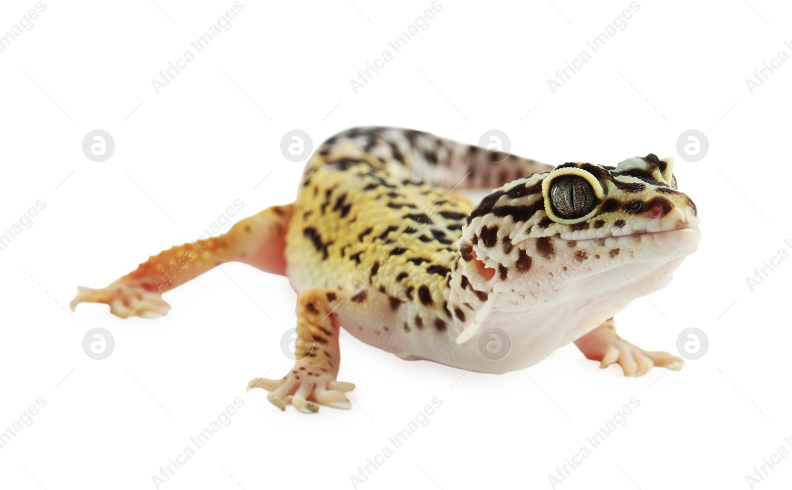 Photo of One beautiful gecko isolated on white. Exotic pet