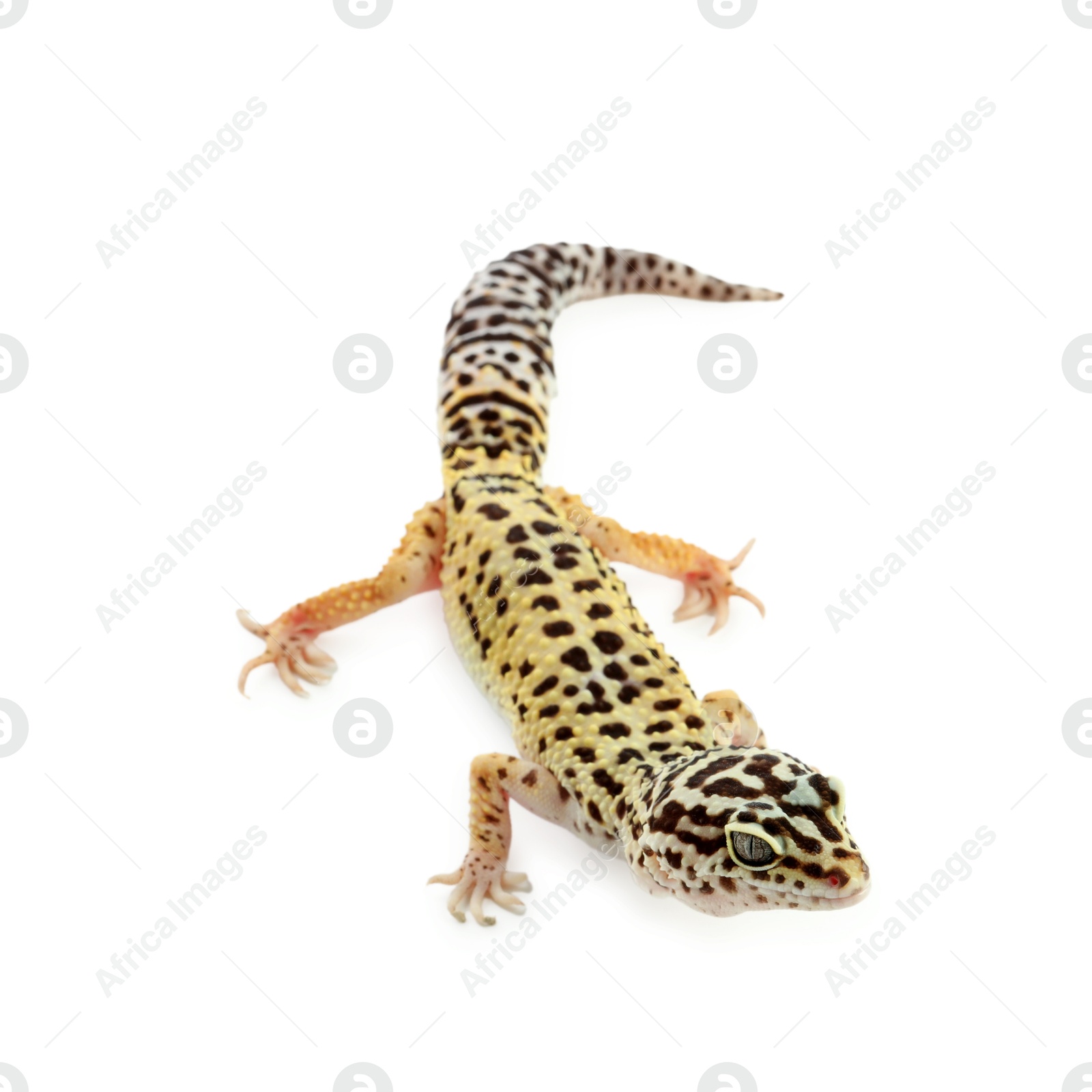 Photo of One beautiful gecko isolated on white. Exotic pet