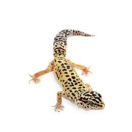 Photo of One beautiful gecko isolated on white. Exotic pet