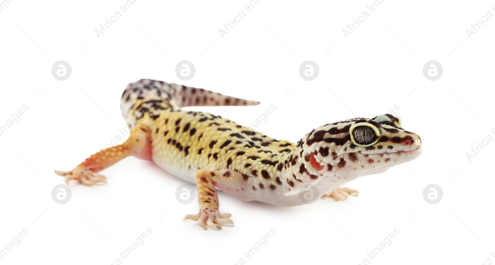 Photo of One beautiful gecko isolated on white. Exotic pet