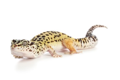 Photo of One beautiful gecko isolated on white. Exotic pet