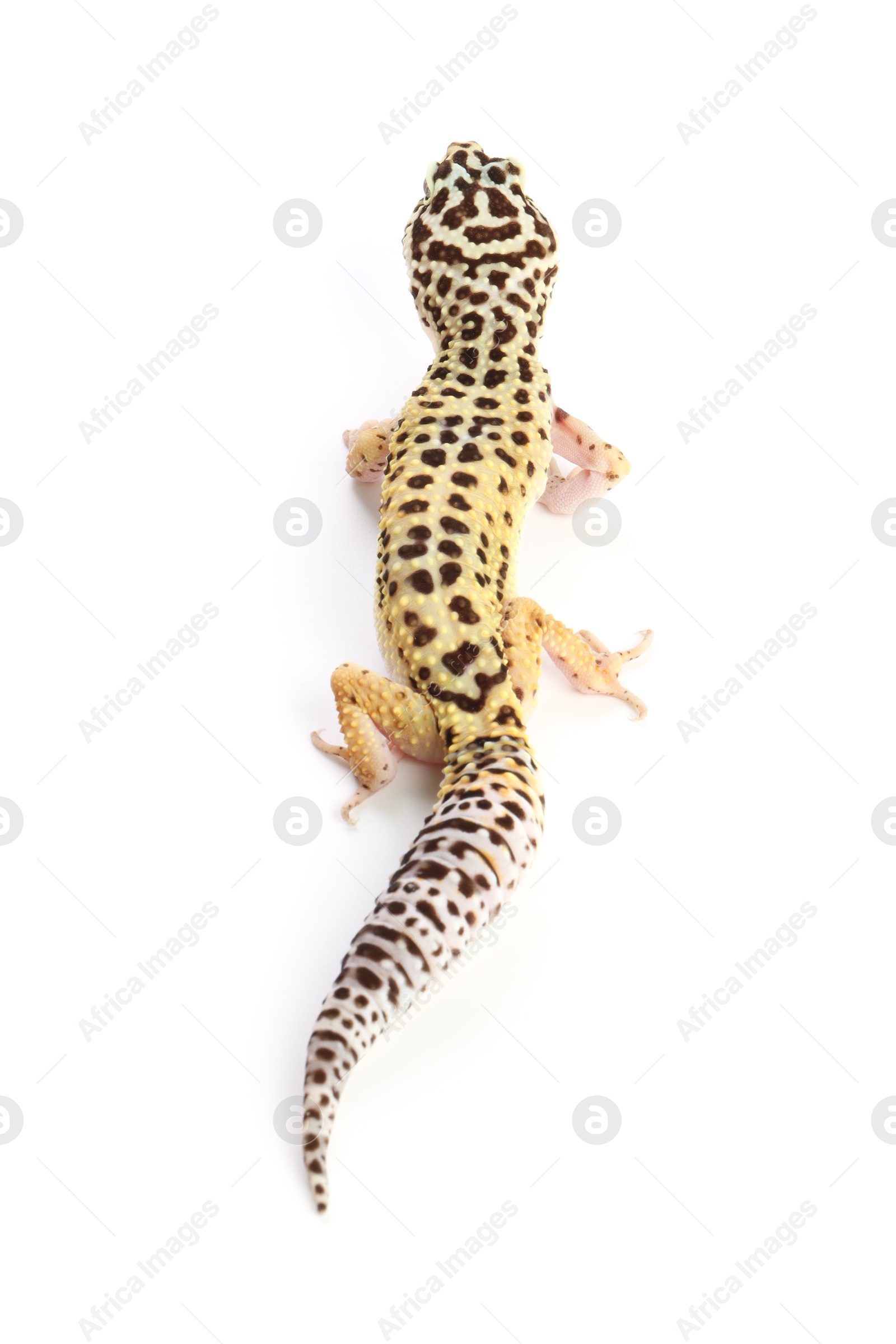 Photo of One beautiful gecko isolated on white. Exotic pet