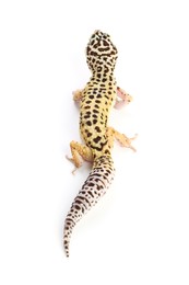 Photo of One beautiful gecko isolated on white. Exotic pet