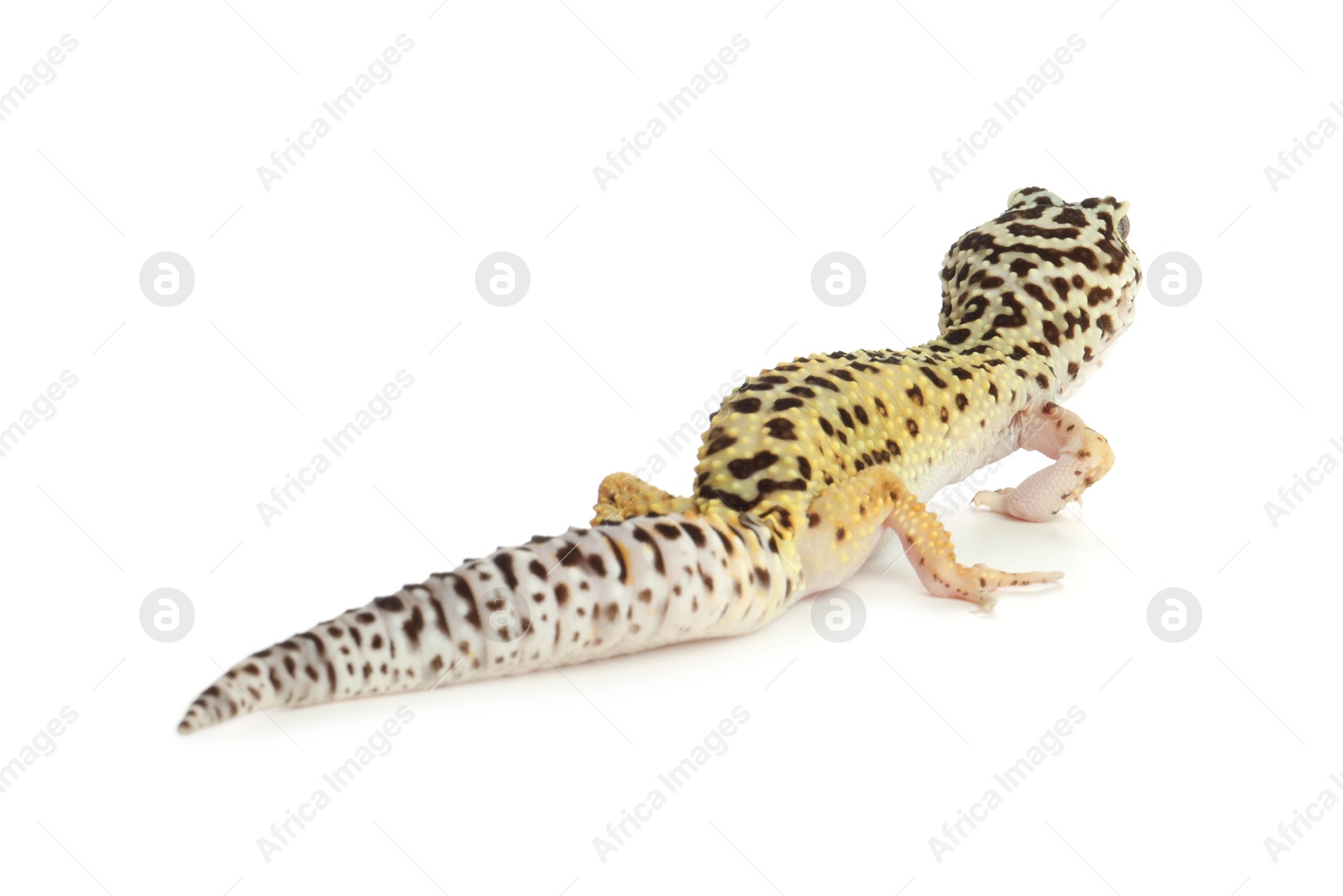 Photo of One beautiful gecko isolated on white. Exotic pet