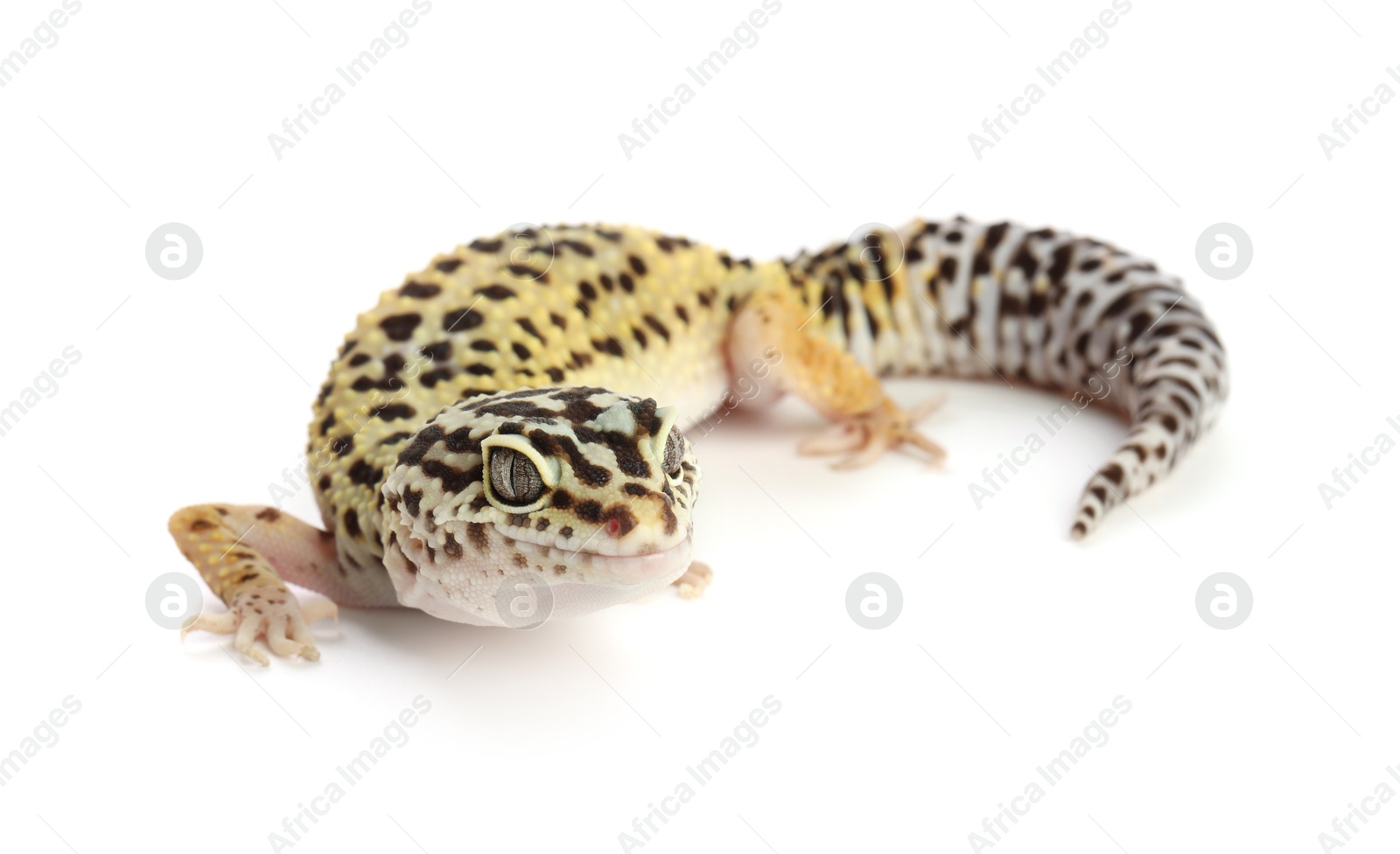 Photo of One beautiful gecko isolated on white. Exotic pet