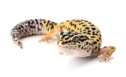 Photo of One beautiful gecko isolated on white. Exotic pet