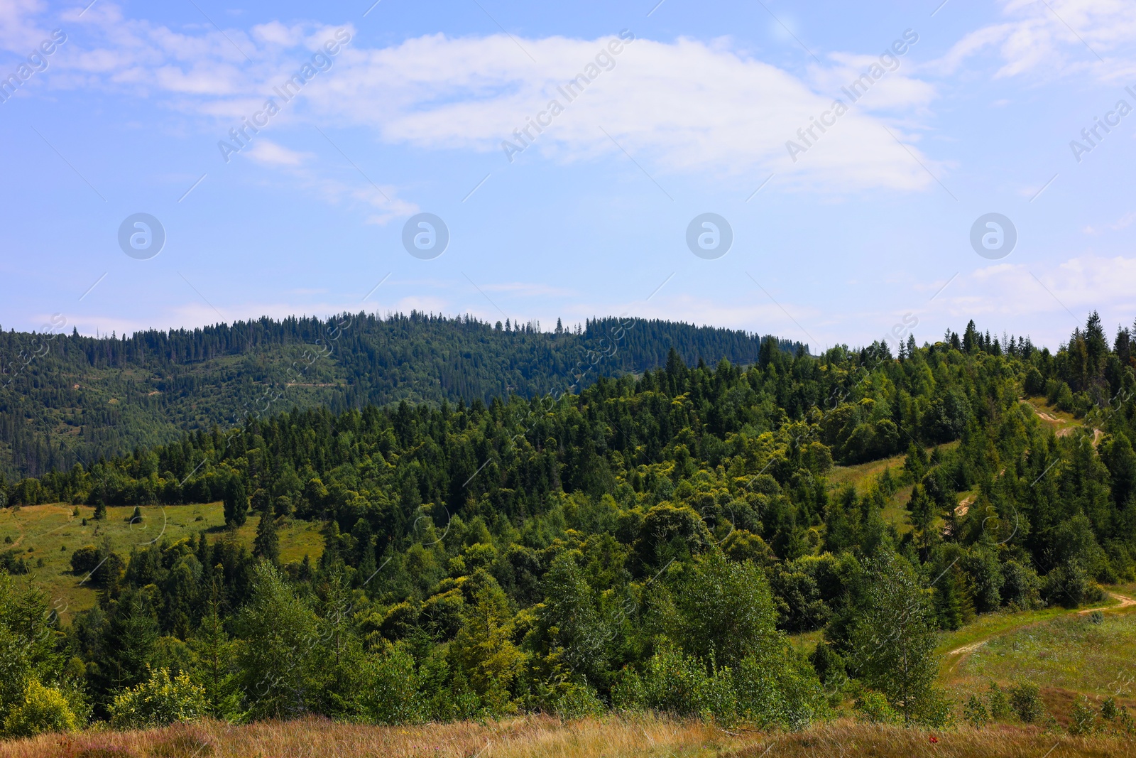 Photo of Beautiful view of forest in mountains under blue sky