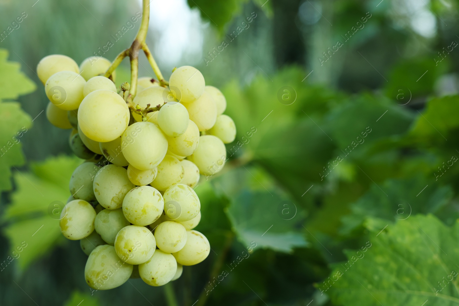 Photo of Delicious green grapes growing in vineyard, closeup. Space for text